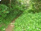 Hanalei-Okolehao Trail
